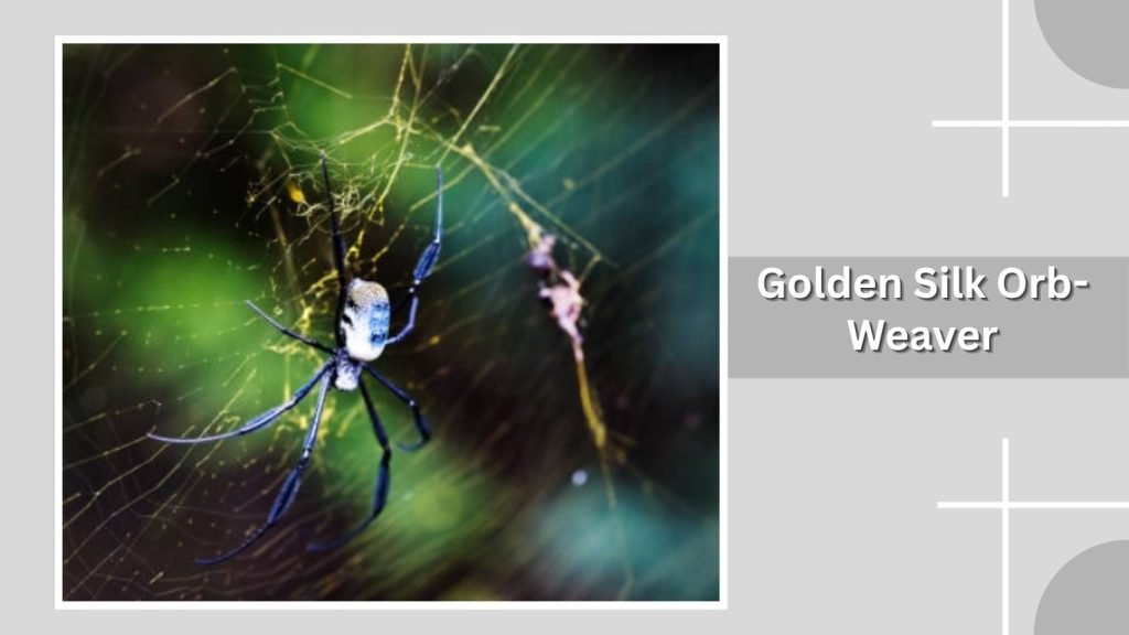  Golden Silk Orb-Weaver