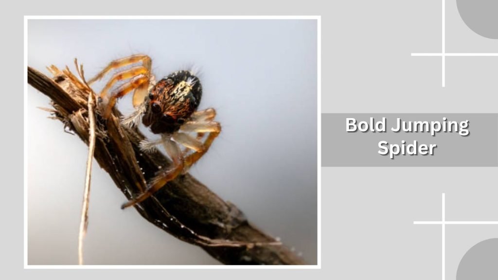  Bold Jumping Spider