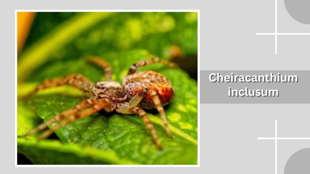  Cheiracanthium inclusum