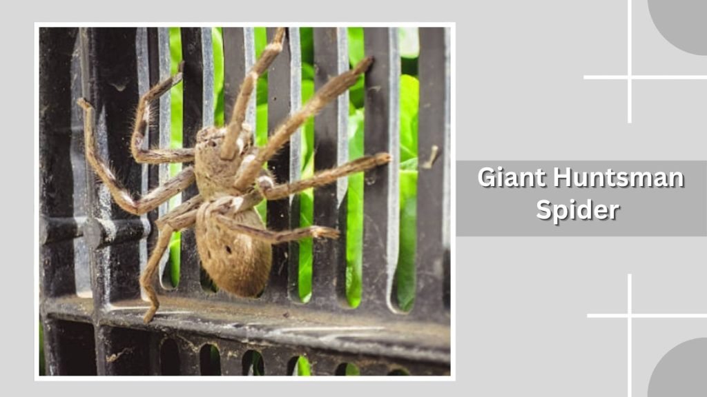 Giant Huntsman Spider