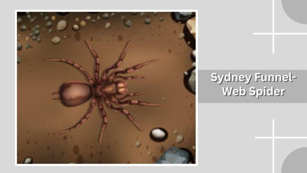 Sydney Funnel-Web Spider