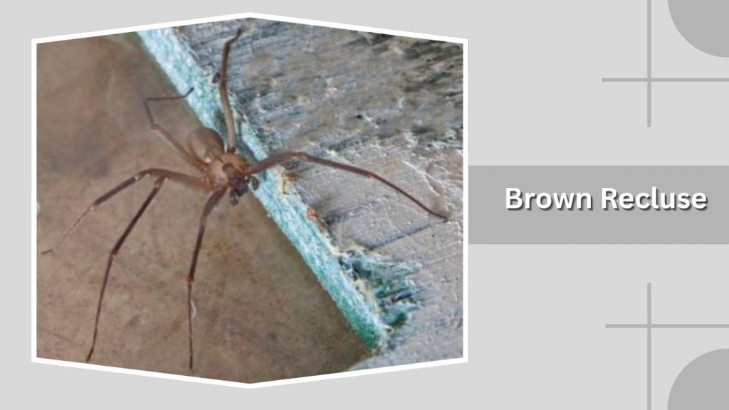  Brown Recluse
