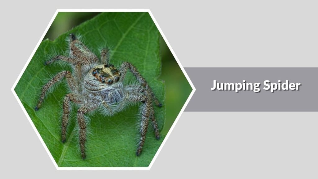 Jumping Spider