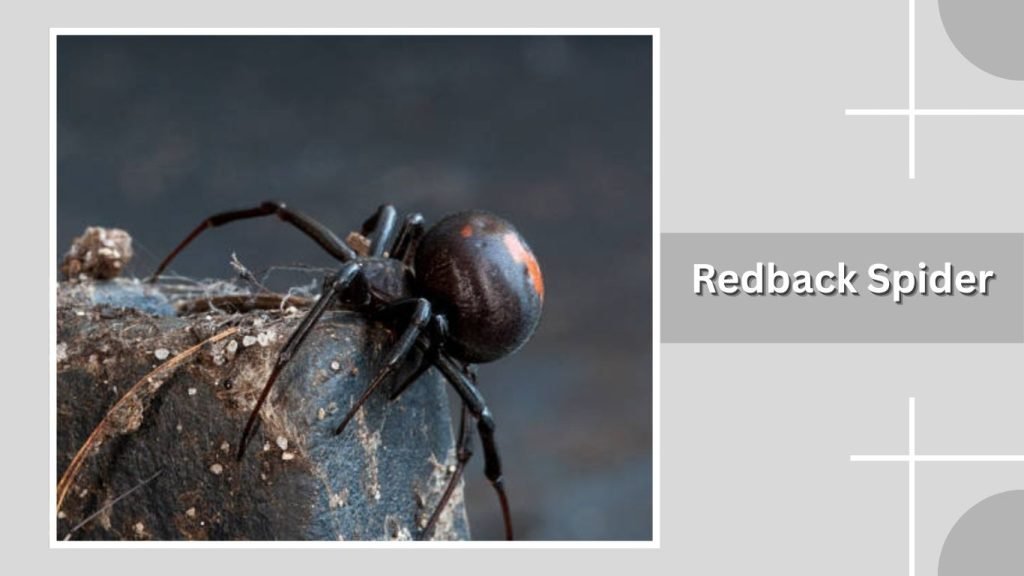 Redback Spider