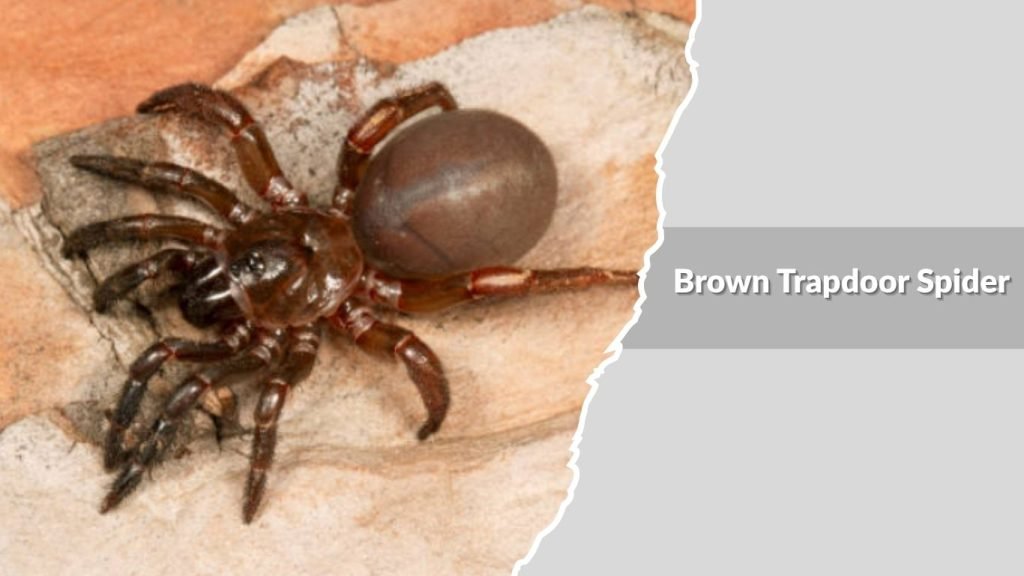 Brown Trapdoor Spider