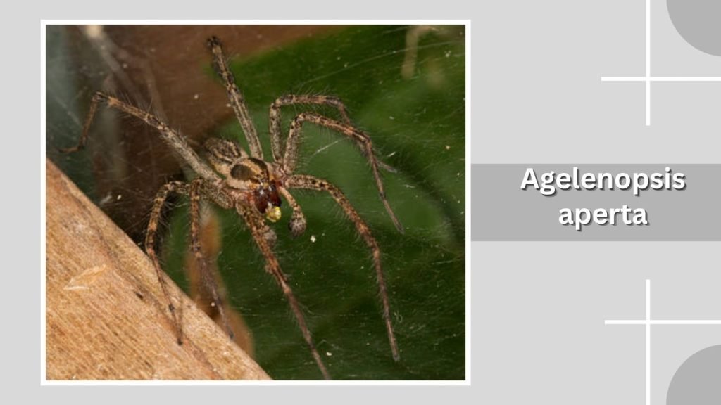 Agelenopsis aperta