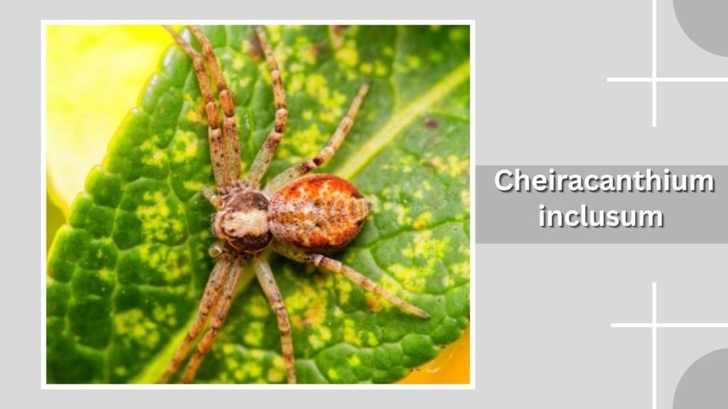  Cheiracanthium inclusum