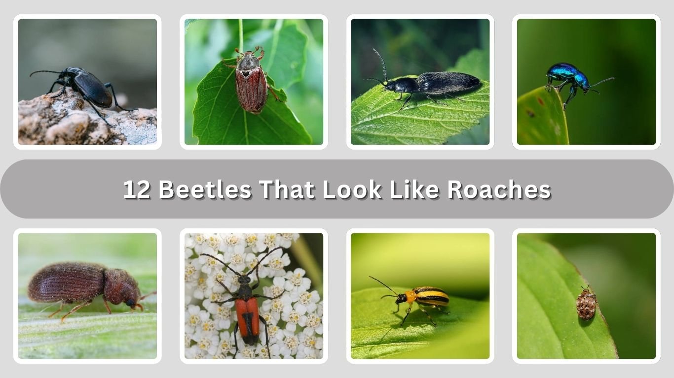 12 Beetles That Look Like Roaches: Identification with Picture