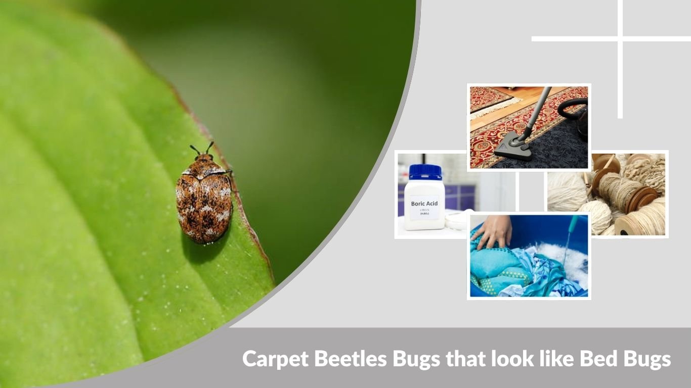 Carpet Beetles Bugs that look like Bed Bugs: Identification