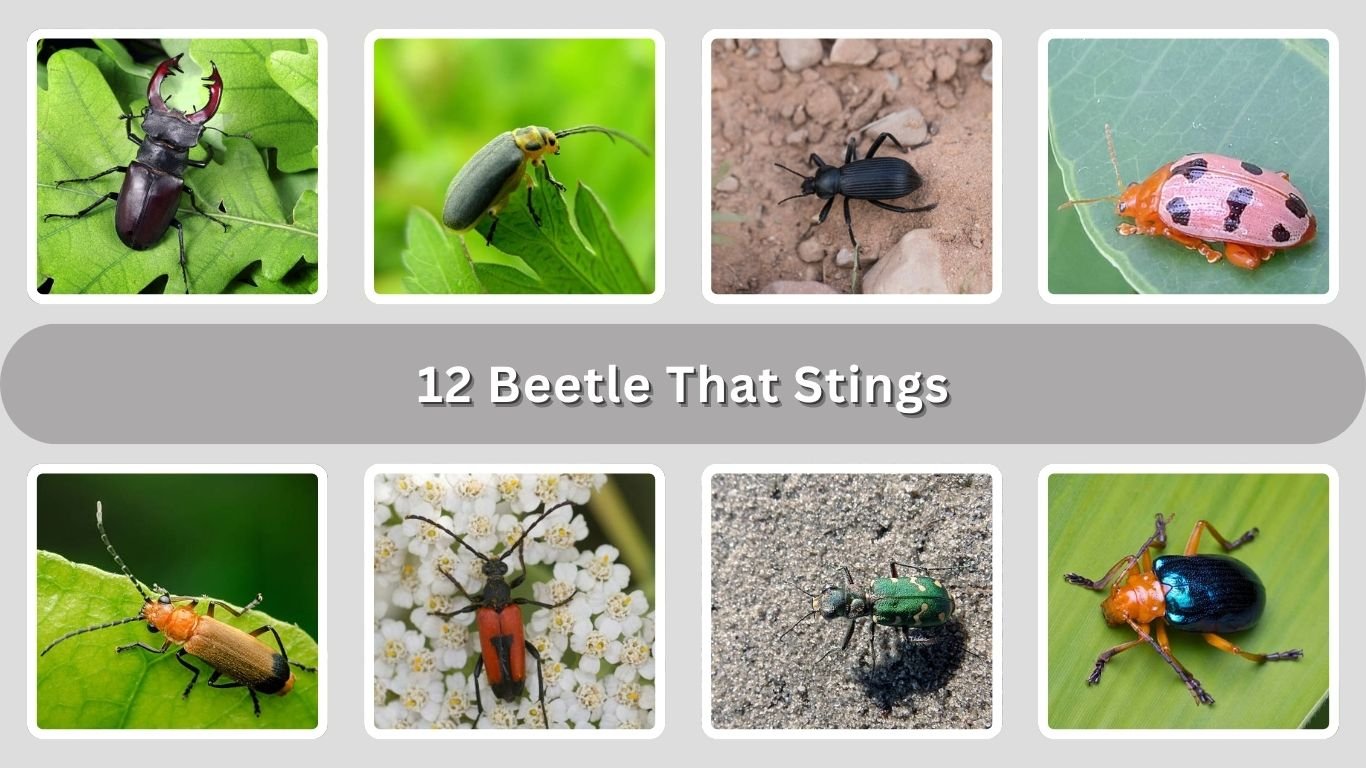 12 Beetle That Stings: Habitat, Risk, Diet & Identification with Pictures