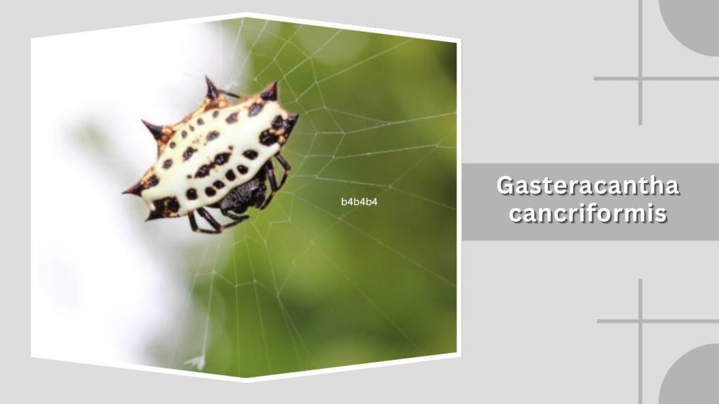 Gasteracantha cancriformis