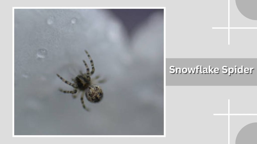  Snowflake Spider