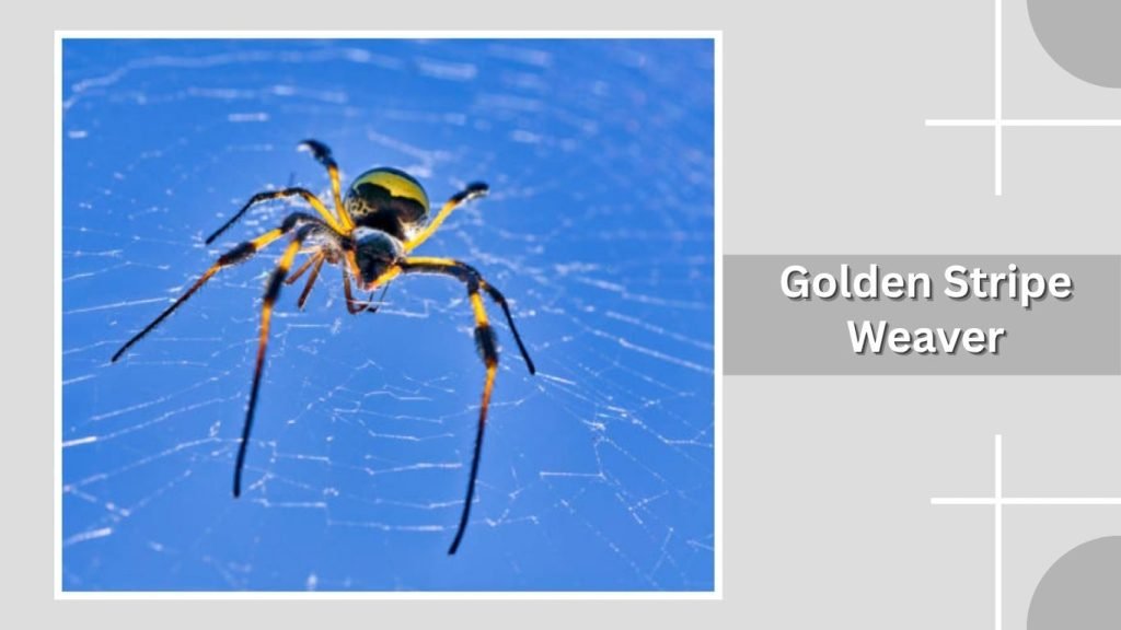  Golden Stripe Weaver
