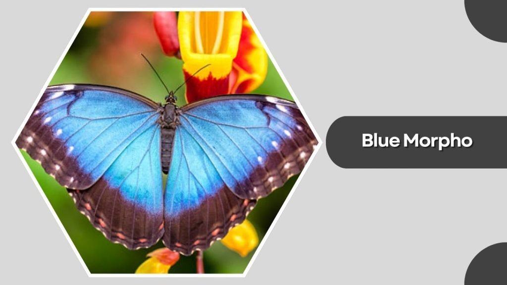 Blue Morpho