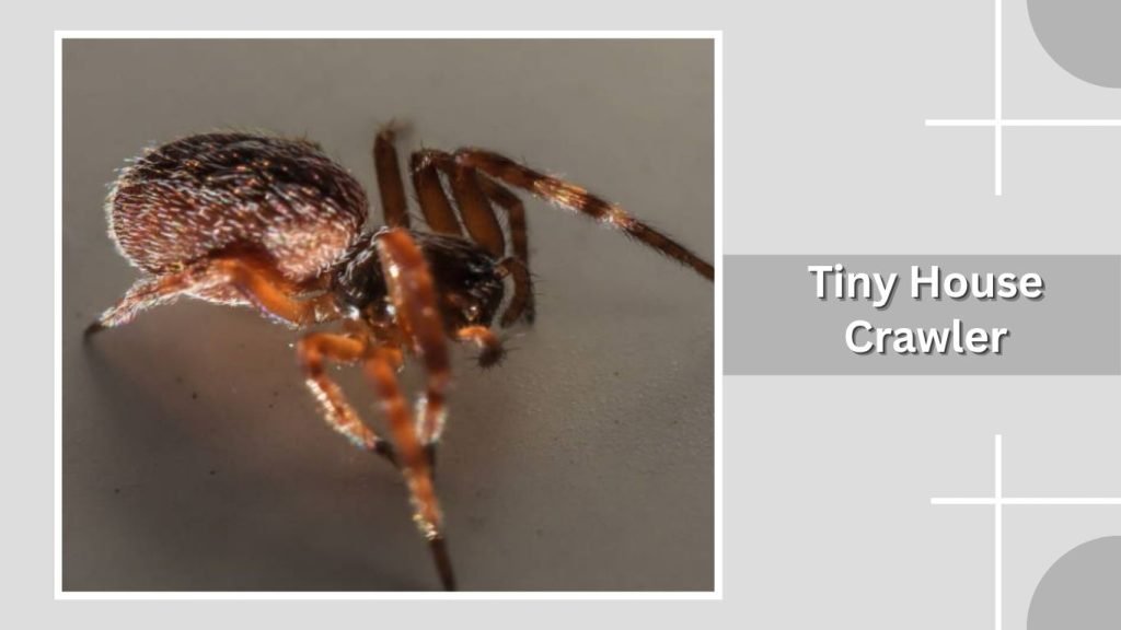 Tiny House Crawler