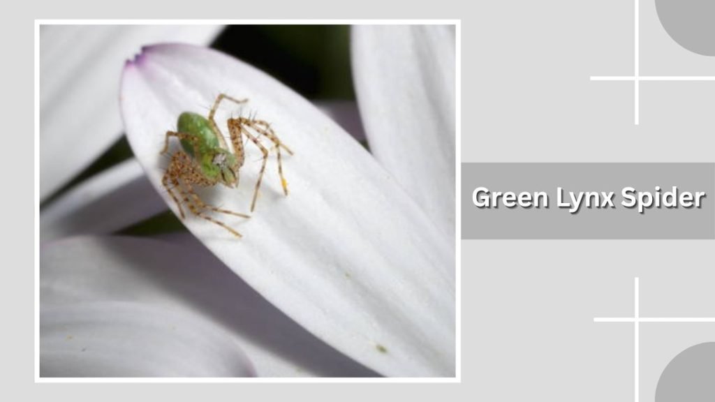 Green Lynx Spider