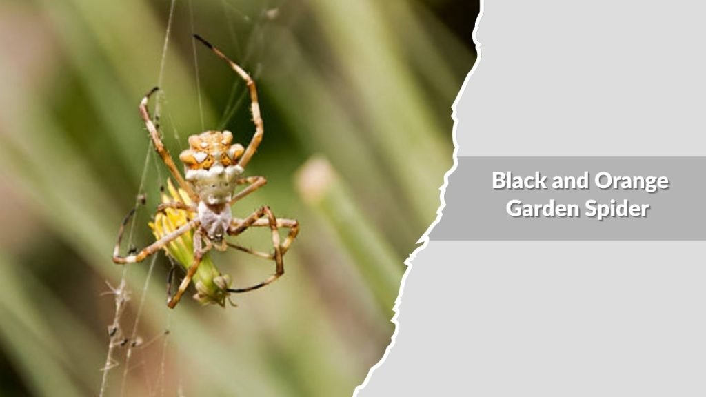 Black and Orange Garden Spider