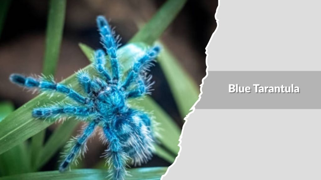 Blue Tarantula