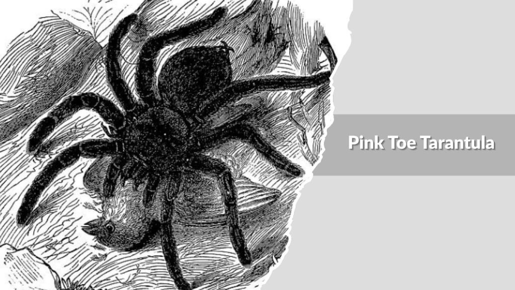  Pink Toe Tarantula