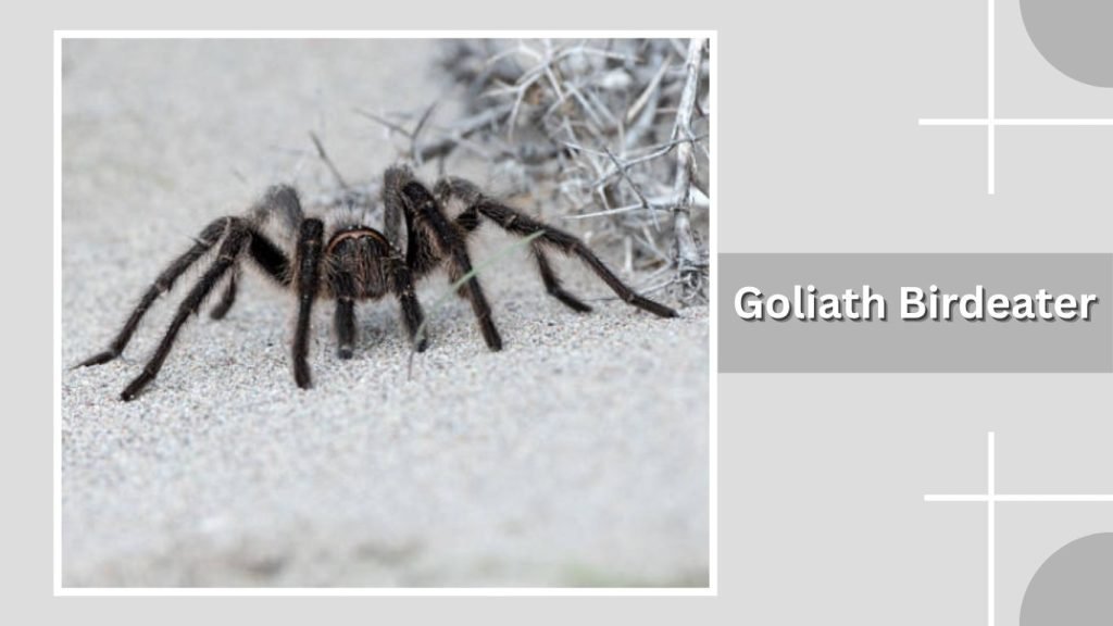  Goliath Birdeater