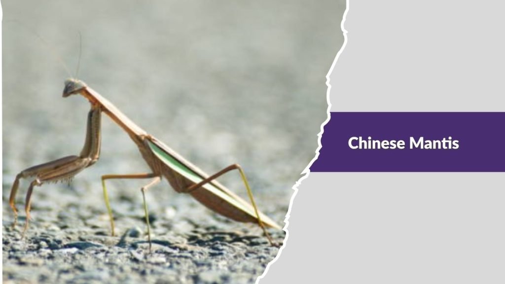 Chinese Mantis