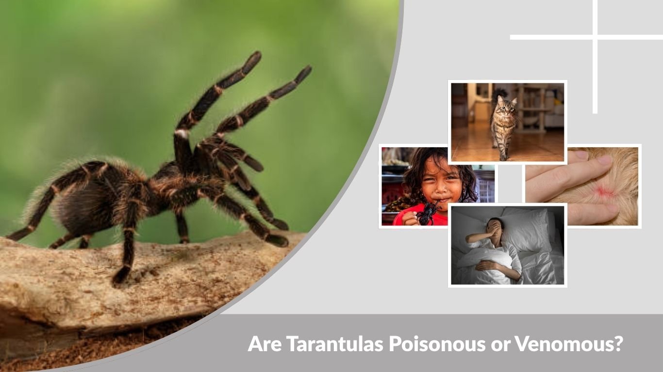 Are Tarantulas Poisonous or Venomous? Full Guide