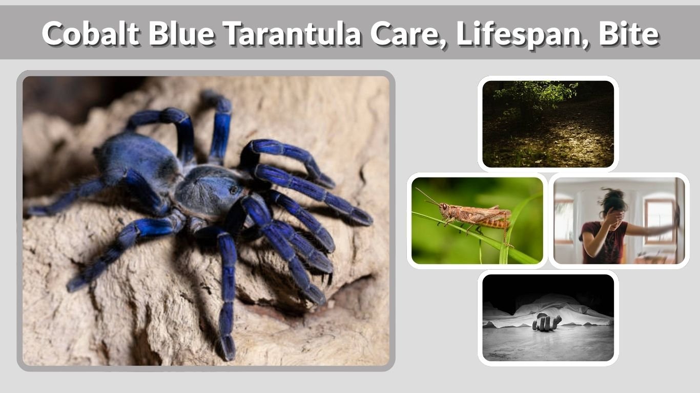Cobalt Blue Tarantula Care, Lifespan, Bite & Facts Guide