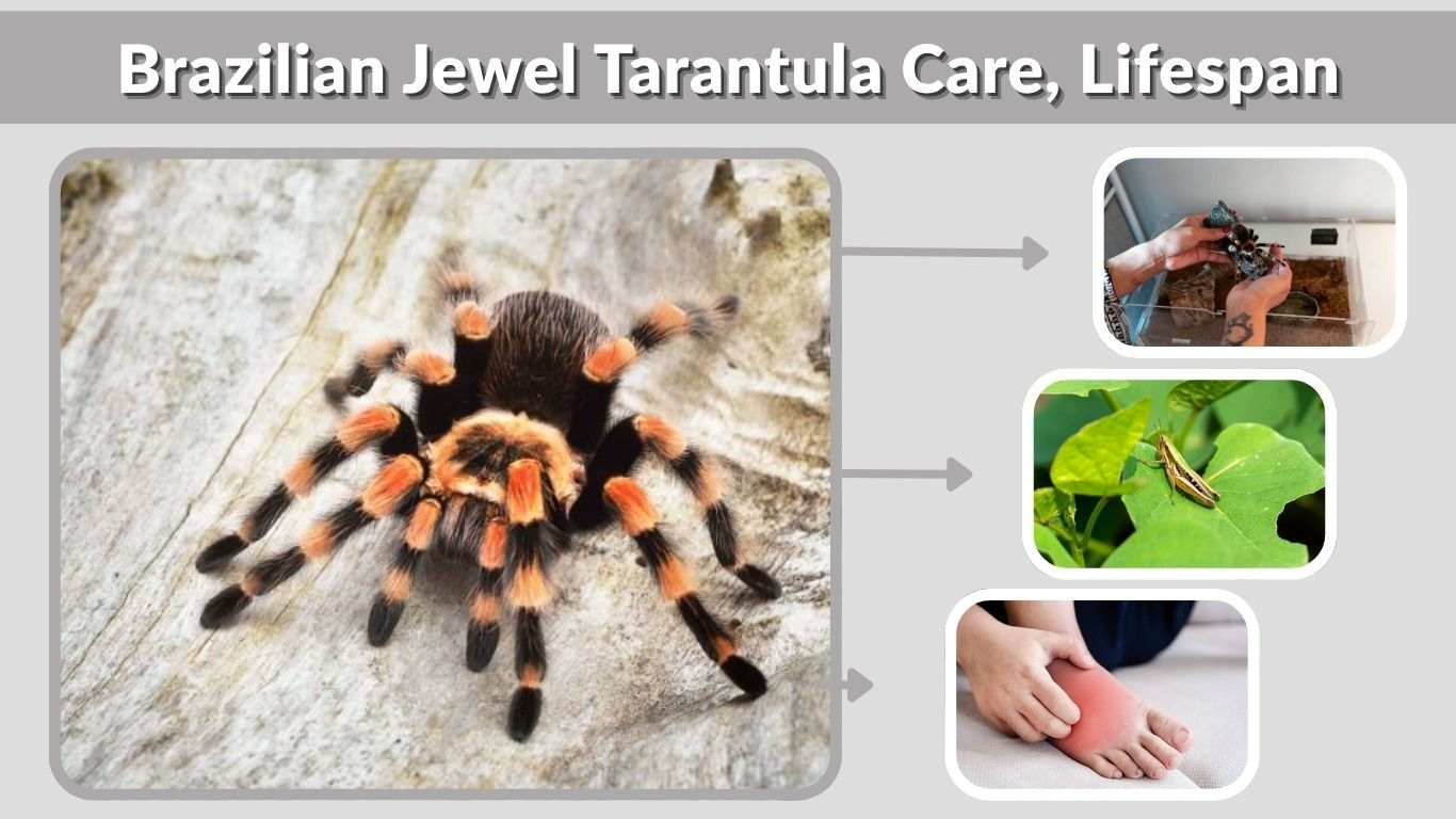 Brazilian Jewel Tarantula Care, Lifespan, Size & Facts Guide