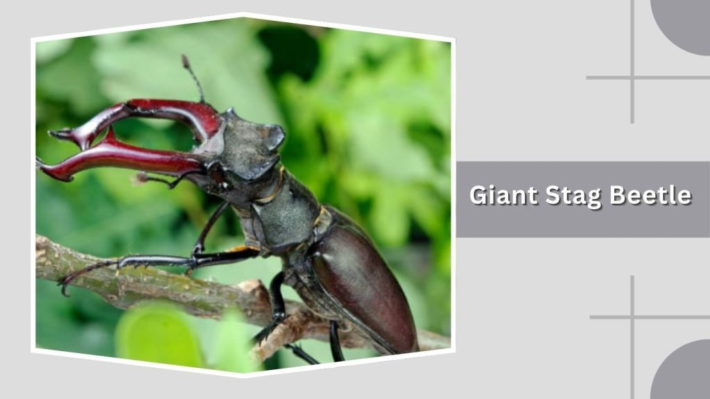 Giant Stag Beetle