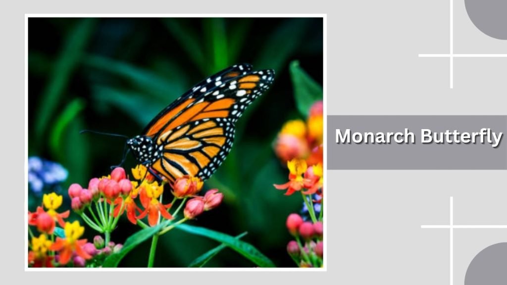 Monarch Butterfly