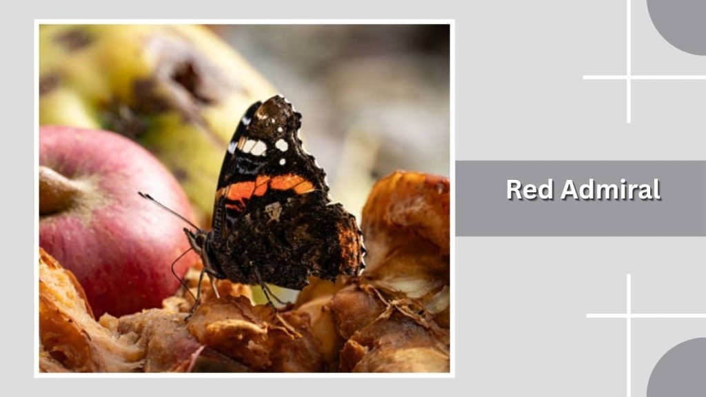 Red Admiral