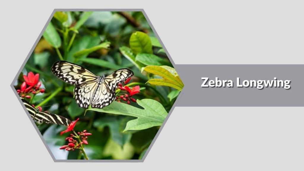  Zebra Longwing