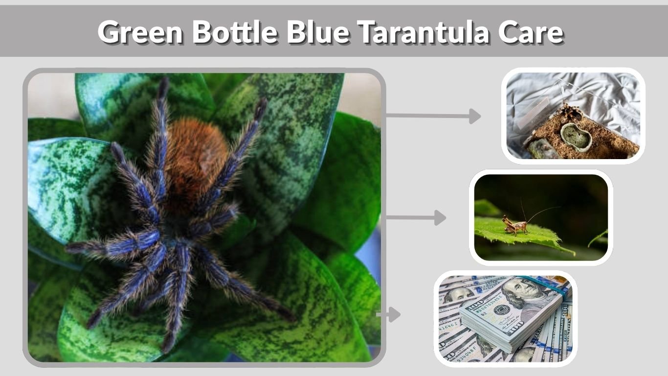 Green Bottle Blue Tarantula Care (Setup, Diet & Facts Guide)