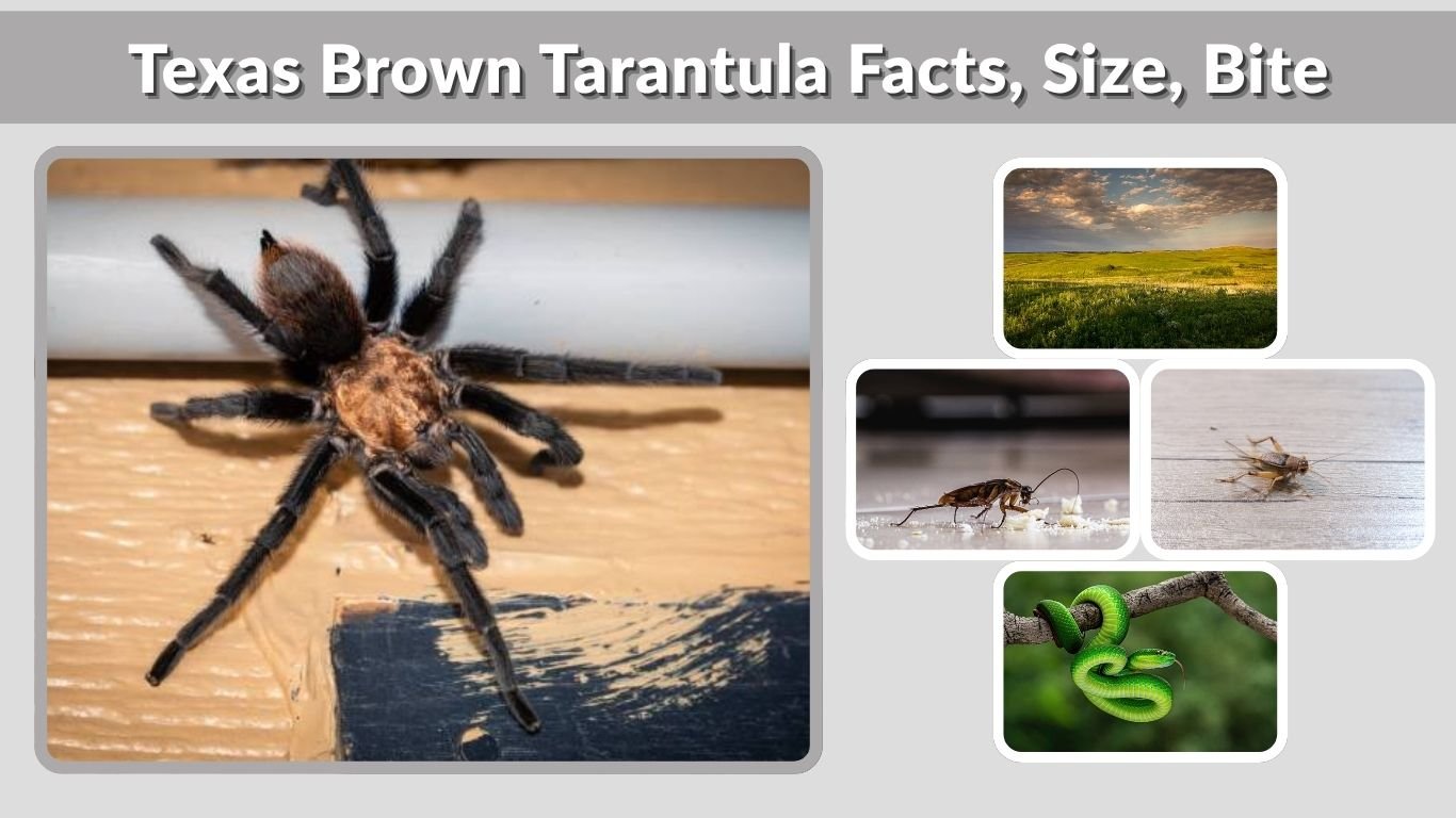 Texas Brown Tarantula Facts, Size, Bite & Care Guide
