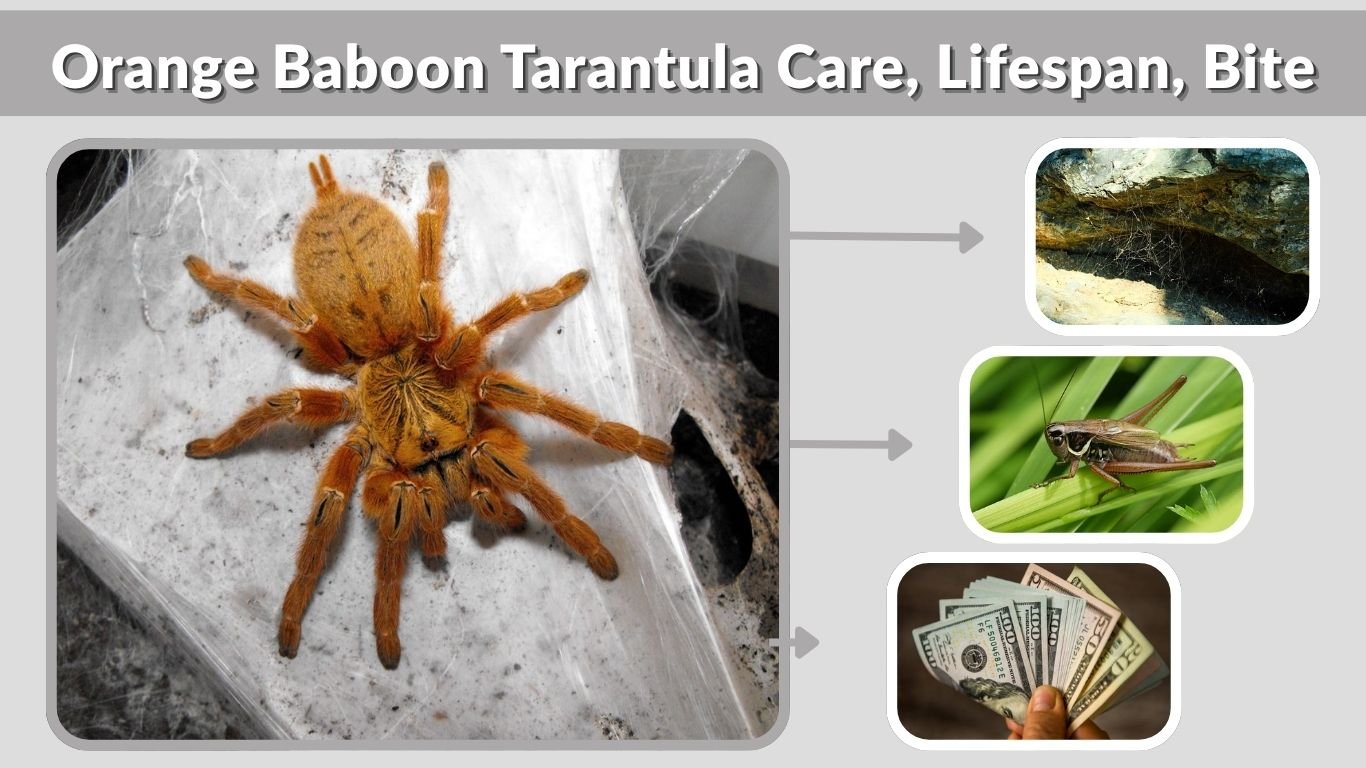 Orange Baboon Tarantula Care, Lifespan, Bite & Facts Guide