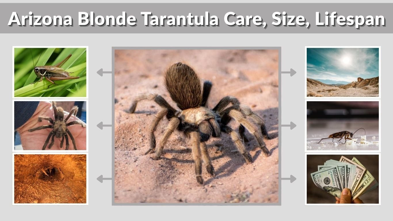 Arizona Blonde Tarantula Care, Size, Lifespan & Facts Guide