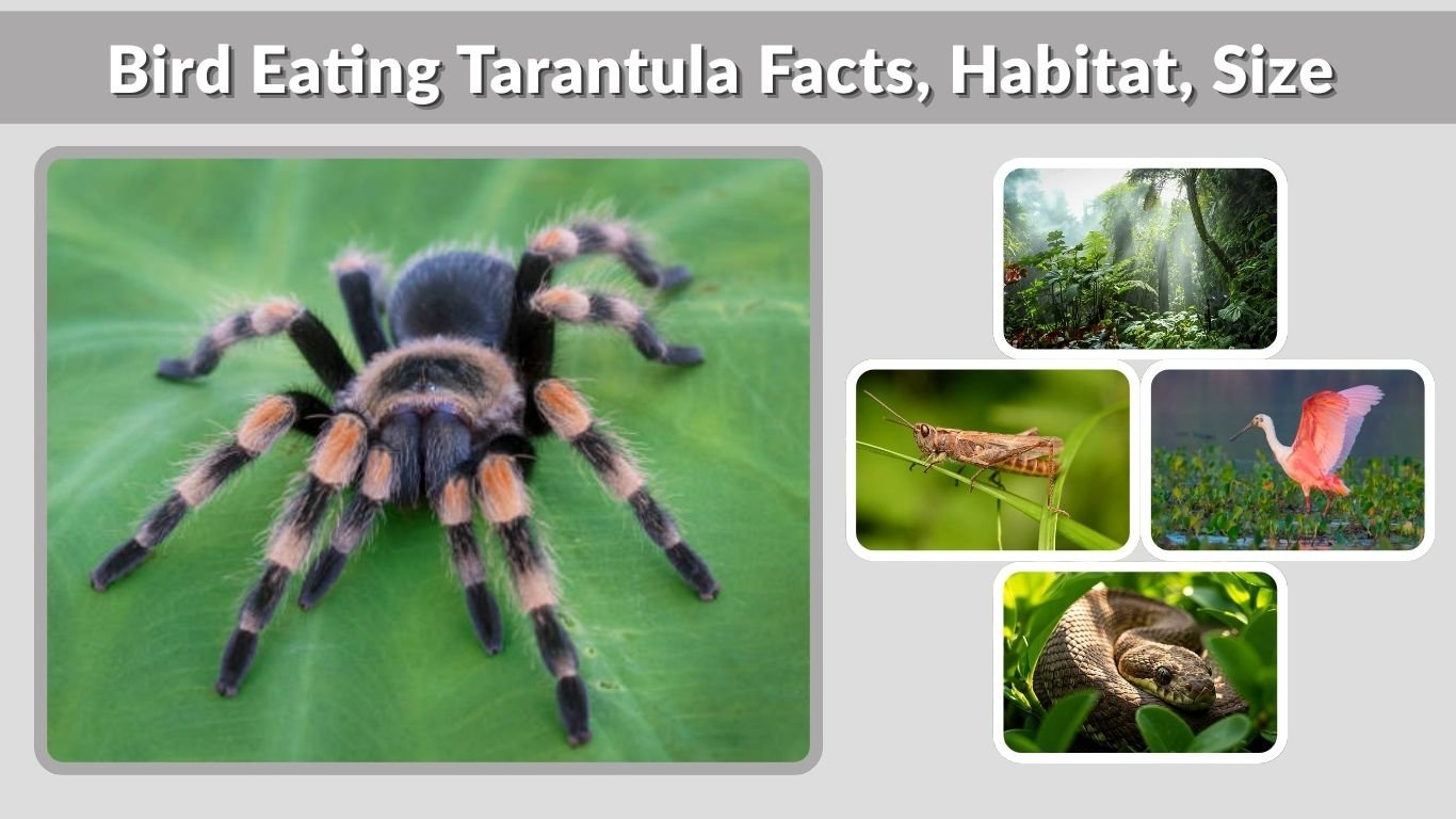 Bird Eating Tarantula Facts, Habitat, Size and Care Guide