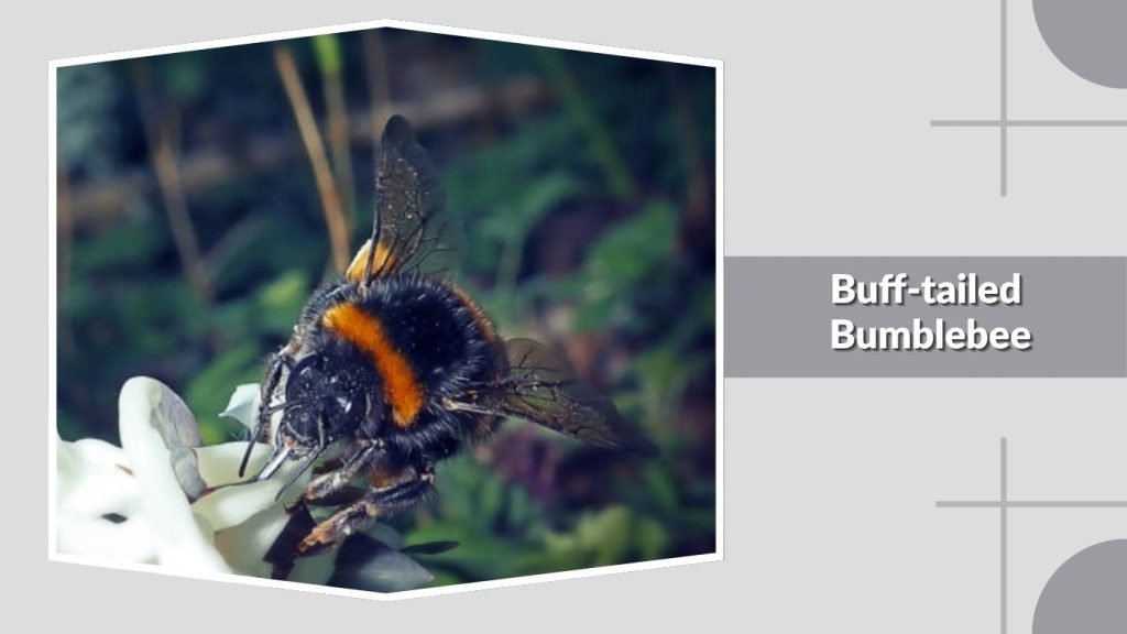 Buff-tailed Bumblebe