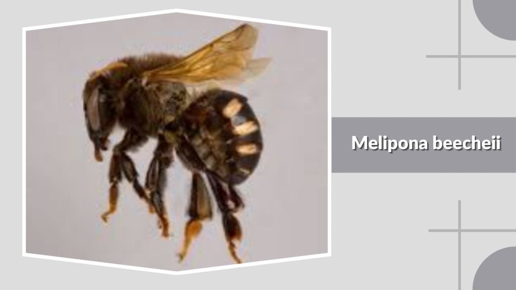 Melipona beecheii