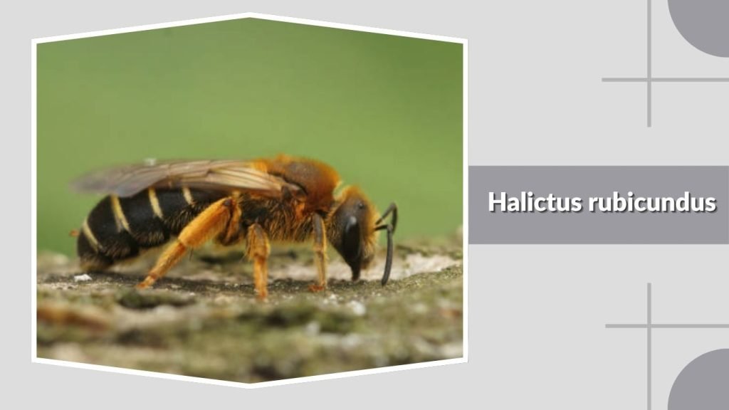  Halictus rubicundus