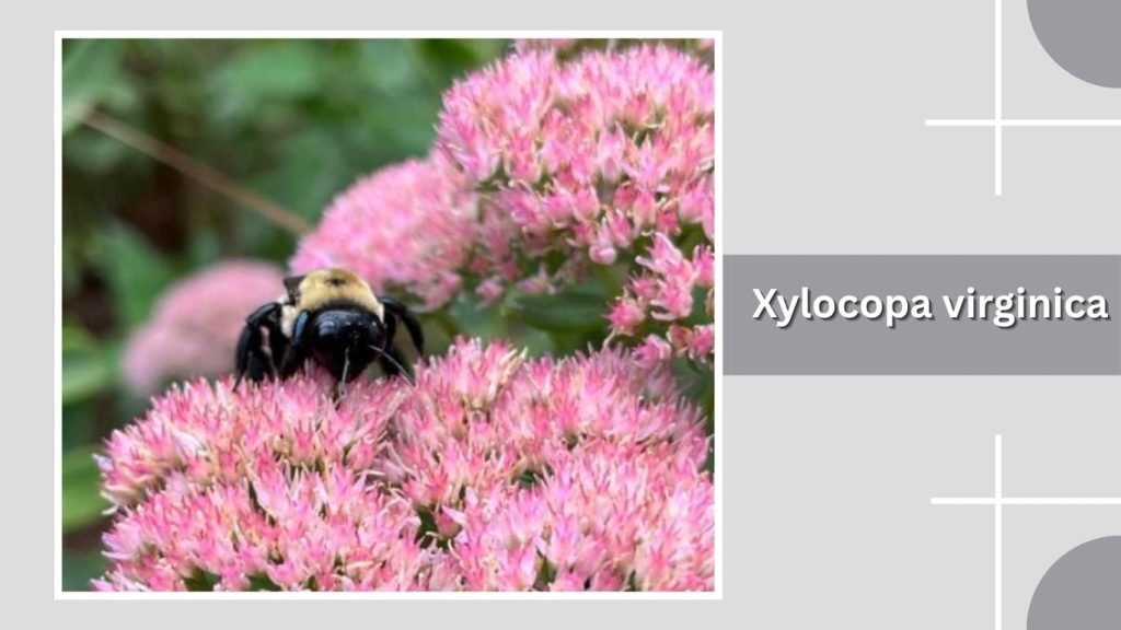 Xylocopa virginica