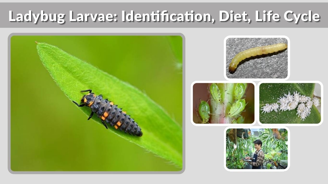Ladybug Larvae: Identification, Diet, Life Cycle & Facts