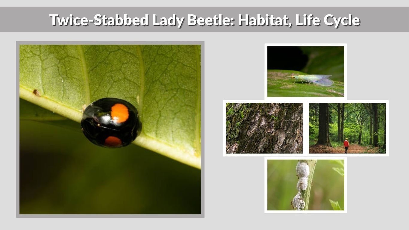 Twice-Stabbed Lady Beetle: Habitat, Life Cycle & Facts