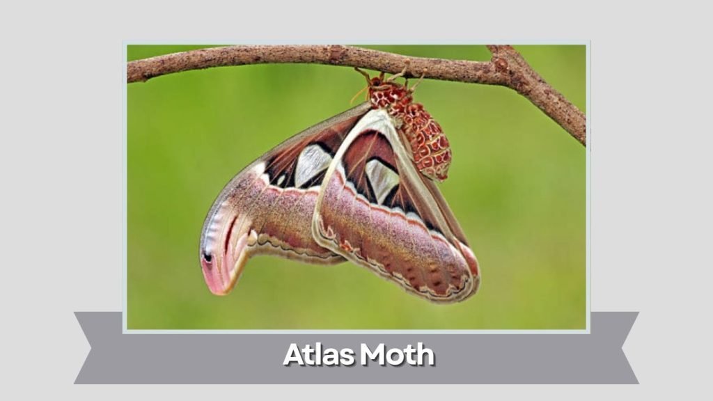 Atlas Moth