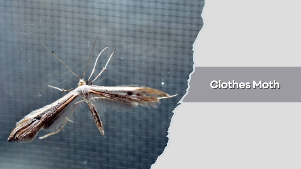 Clothes Moth