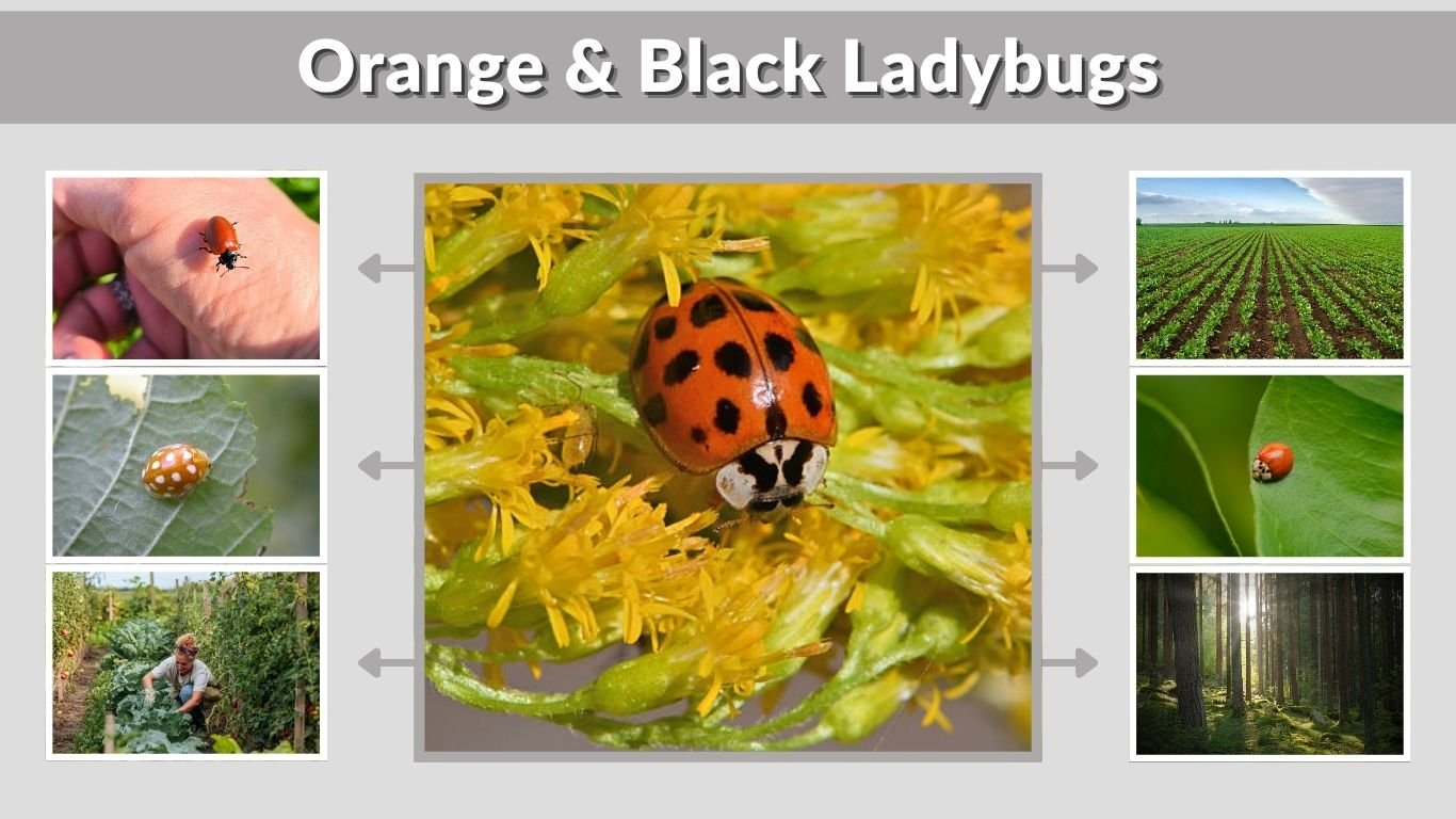 Orange & Black Ladybugs: Types, Meaning, Safety Guide