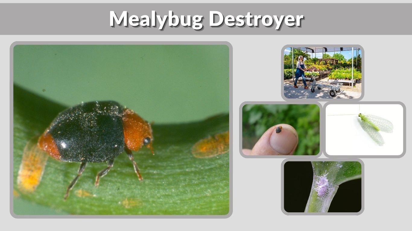 Mealybug Destroyer: Benefits, Uses & Life Cycle Guide