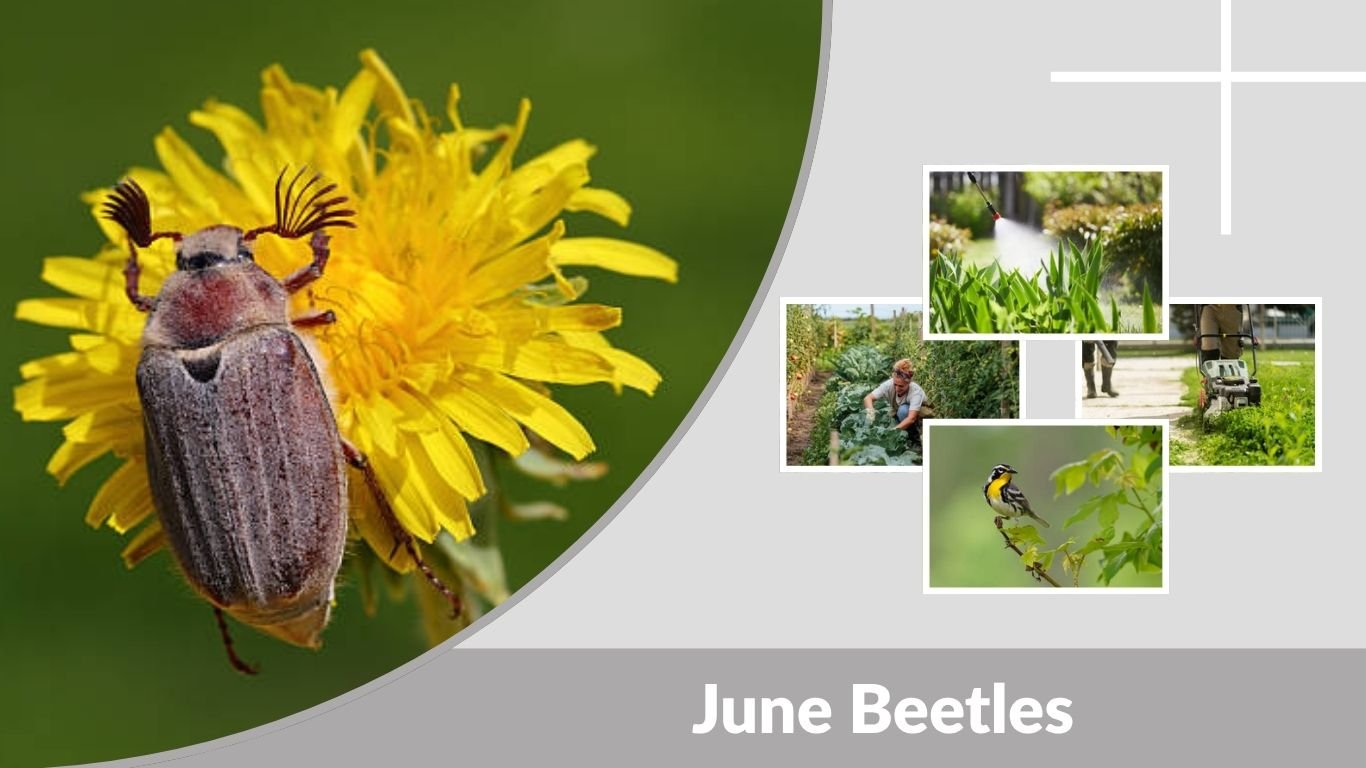 June Beetles: Identification, Life Cycle, and Control