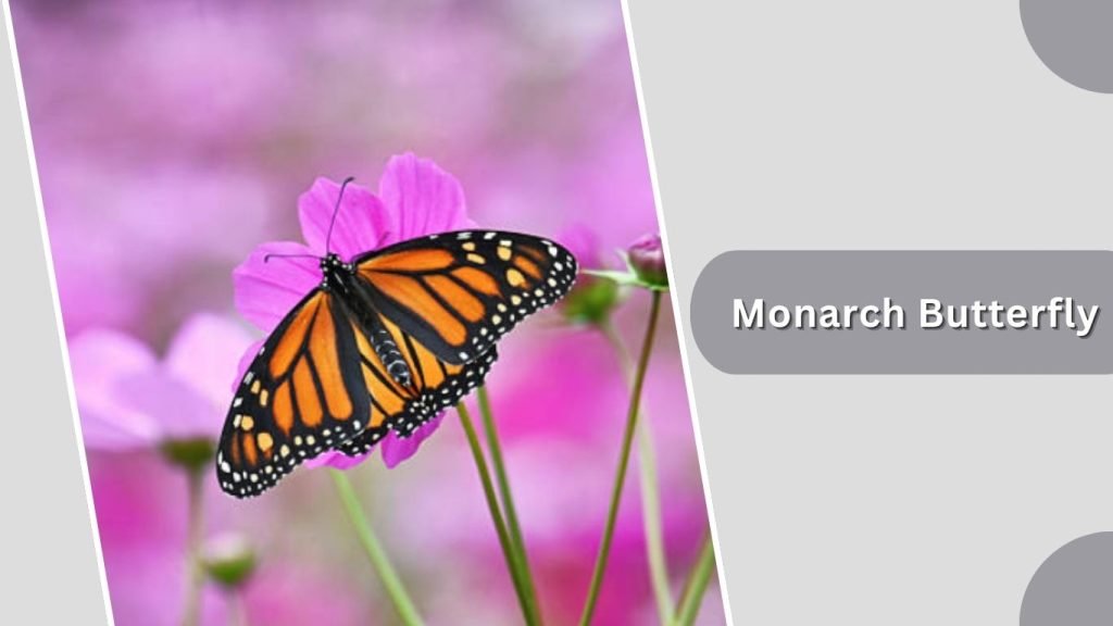Monarch Butterfly