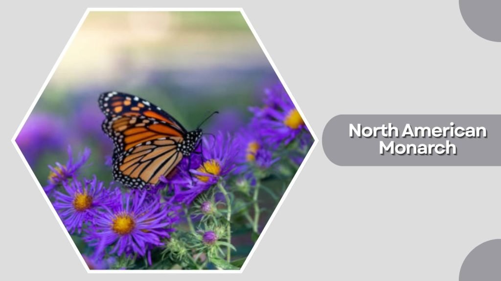North American Monarch
